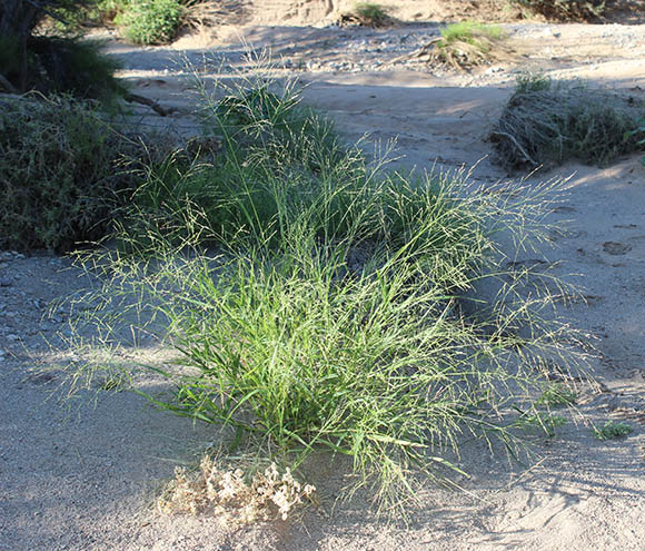  Panicum hirticaule var. hirticaule